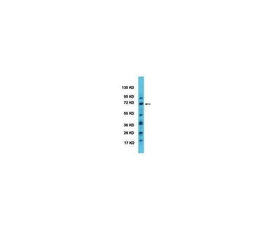 62-8446-39 Anti-BMAL1; 50 μL AB2204