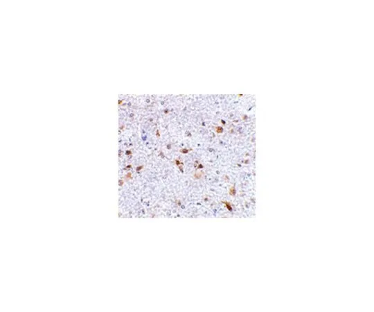 62-8457-65 Anti-PD-L2 ABC327