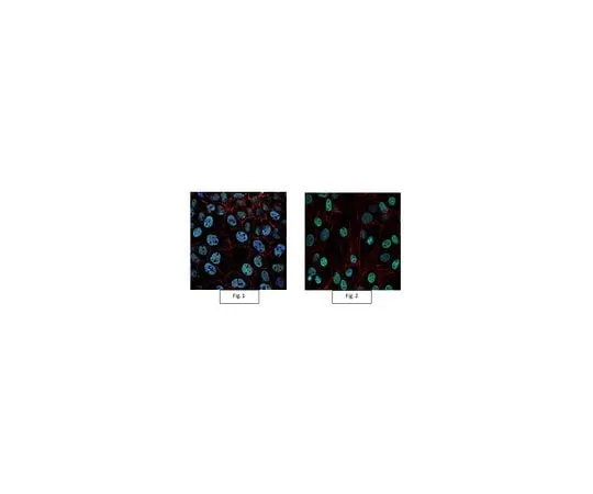 62-8385-32 Anti-trimethyl-Histone H3 (Lys4) Antibody, Alexa Fluor(R) 488 07-473-AF488