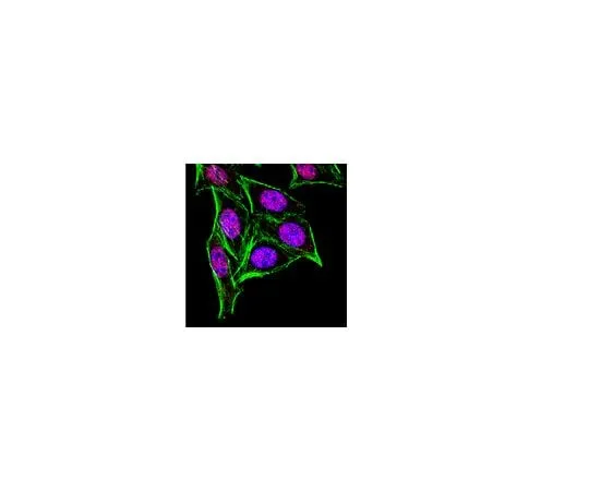 62-8388-30 Anti-HuR; 100 μL 07-1735