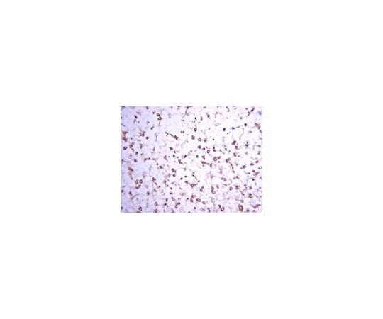 62-8446-18 Anti-Enkephalin, Met; 50 μL AB1975
