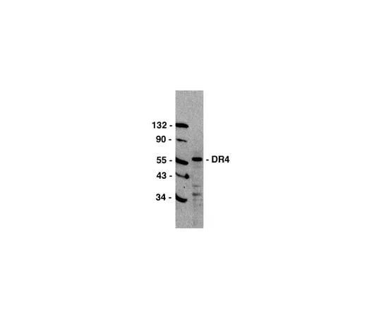 62-8456-11 Anti-DR4, C-terminus; 100 μg AB16955