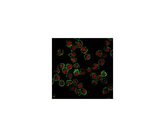 62-8383-06 Anti-RNF168 Antibody 06-1130-I