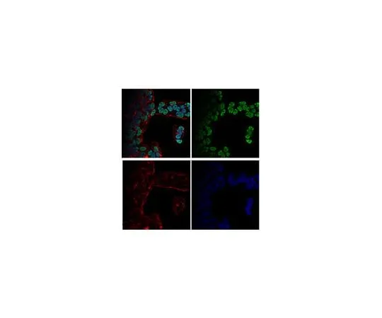 62-8383-55 Anti-dimethyl-Histone H3 (Lys4) Antibody, Alexa Fluor(R) 488 conjugate 07-030-AF488