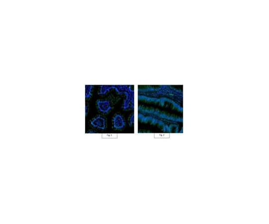 62-8372-32 Anti-Active-β-Catenin Antibody, clone 8E7, Alexa Fluor(R) 488 05-665-AF488