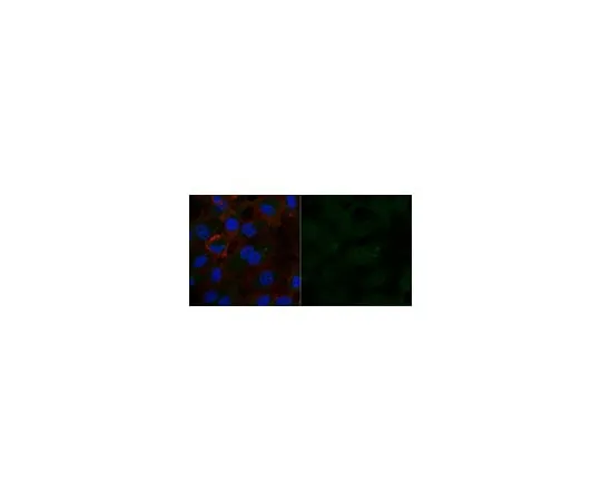 62-8371-12 Anti-PP2A, C subunit Antibody, clone 1D6, Alexa Fluor(R) 488 Conjugate 05-421-AF488