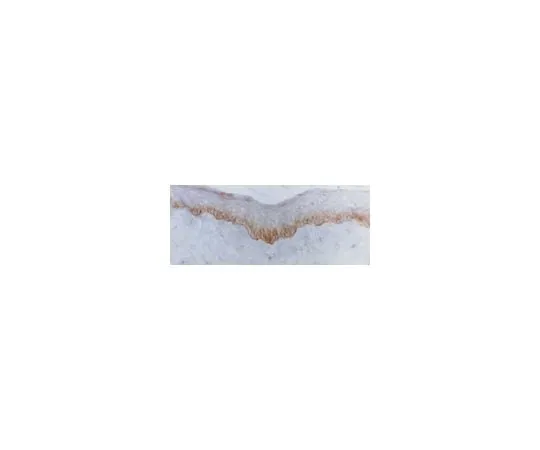 62-8446-01 Anti-Integrin beta4; 100 μL AB1922
