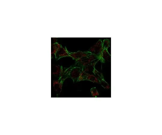62-8383-05 Anti-Ipaf (NLRC4); 100 μg 06-1125