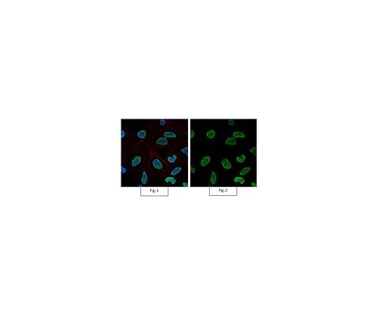 62-8384-47 Anti-acetyl-Histone H4 (Lys16) Antibody, AlexaFluor(R) 488 07-329-AF488