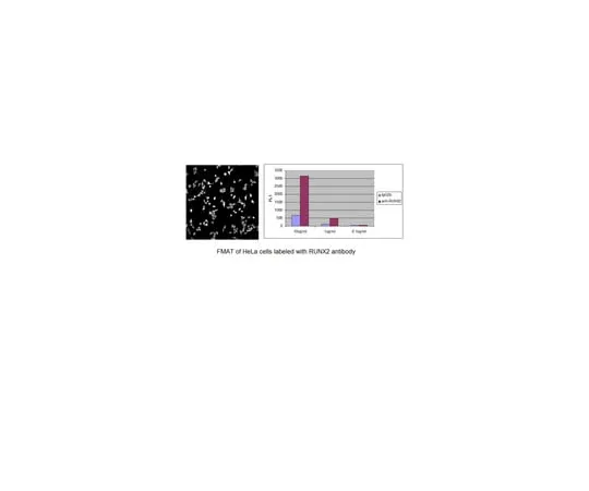 62-8375-02 Anti-RUNX2, clone AS110; 100 μg 05-1478