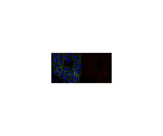 62-8373-29 Anti-α-Tubulin Antibody, clone DM1A, Alexa Fluor(R) 647 conjugate 05-829-AF647