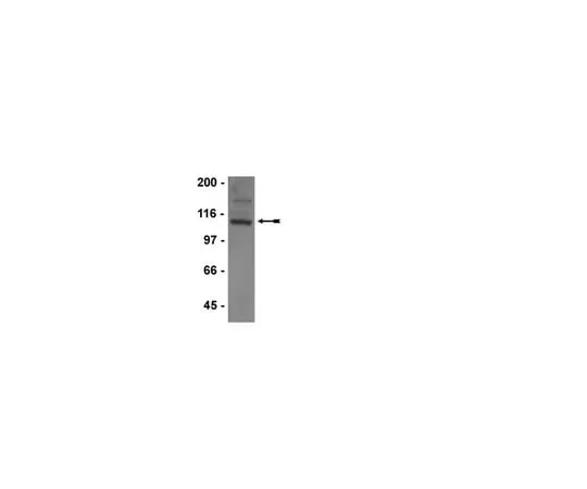 62-8368-82 Anti-GluR1, clone C3T; 100 μL 04-855