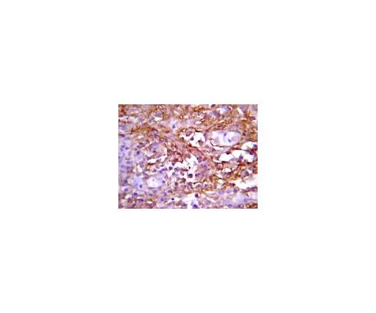 62-8387-28 Anti-Notch 1,N-Terminus ;200 μL 07-1232