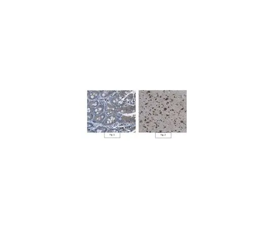 62-8385-42 Anti-p67-phox (not Human) Antibody 07-502-I