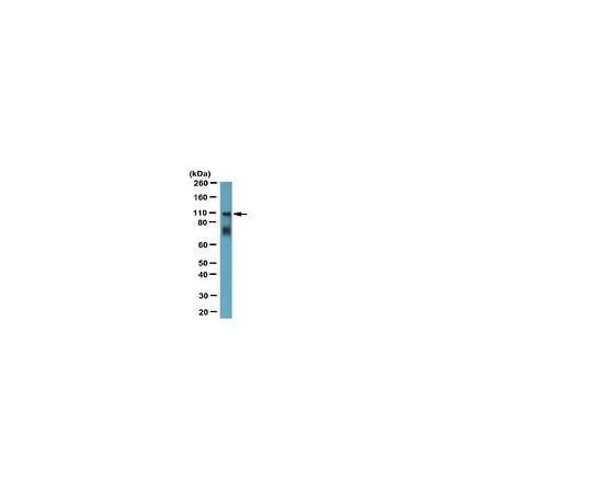 62-8444-81 Anti-Myosin X; 100 μL AB1094