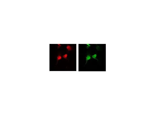 62-8447-19 Anti-Green Fluorescent Protein; 50 μg AB3080