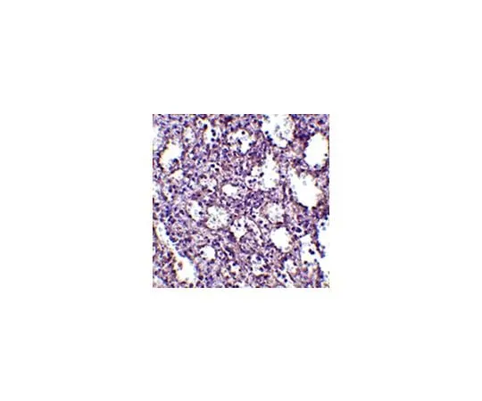 62-8464-88 Anti-STIM2 ABF218
