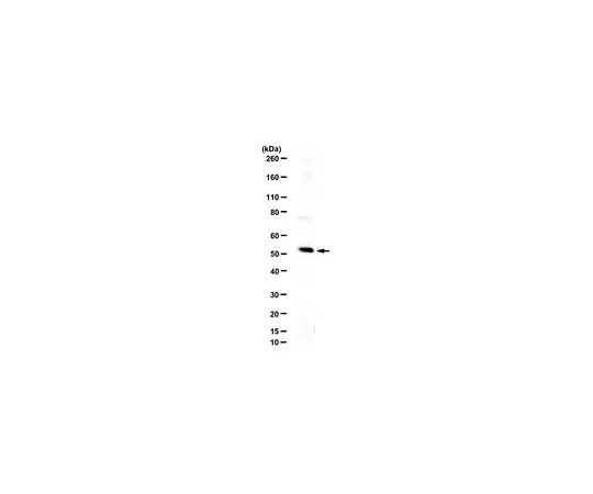 62-8462-18 Anti-WTAP Antibody ABE555