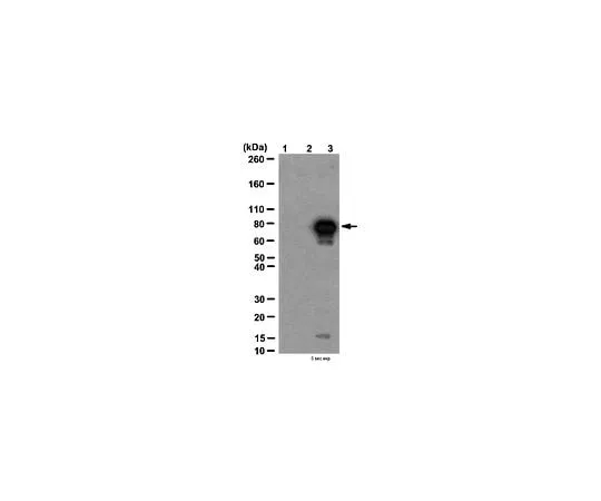 62-8383-07 Anti-acetyl-p53 (Lys320); 100 μg 06-1283