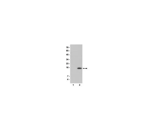 62-8384-34 Anti-acetyl-Histone H2A (Lys9); 200 μL 07-289