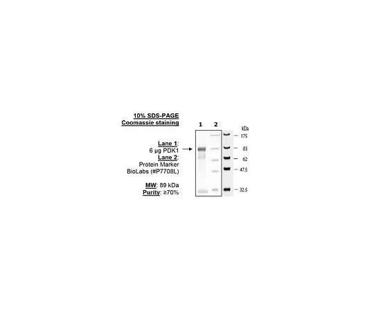 62-8391-50 PDK1 14-452-D