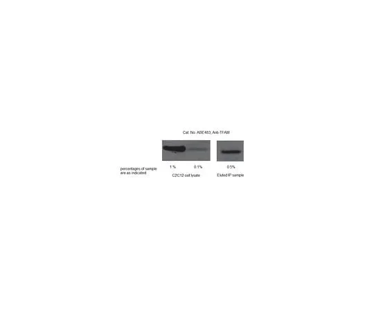 62-8461-88 Anti-TFAM ABE483