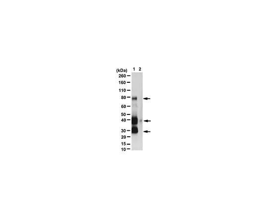 62-8461-83 Anti-GAL4 (activation domain) ABE476