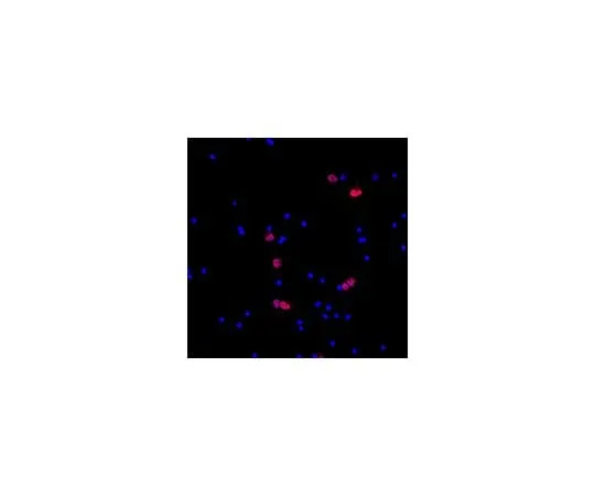 62-8465-64 Anti-NeuN (rabbit polyclonal), Cy3 Conjugate; 100 μL ABN78C3