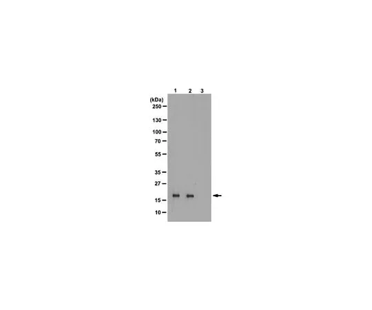 62-8372-72 Anti-phospho-Histone H3 (Thr3), clone JY325; 100 μL 05-746R