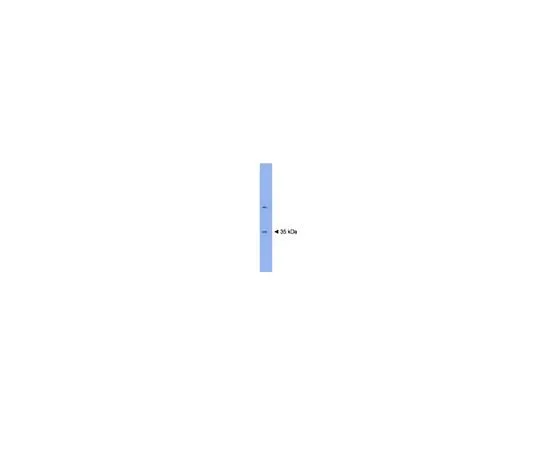 62-8454-91 Plasticity Related Gene 3; 100 μg AB15171