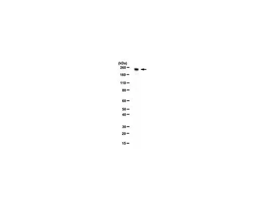 62-8463-98 Anti-CDK12 Antibody ABE1861