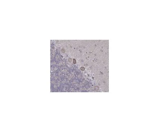 62-8465-23 Anti-Neuropeptide S Receptor Antibody, Cat. No. ABN12 ABN12