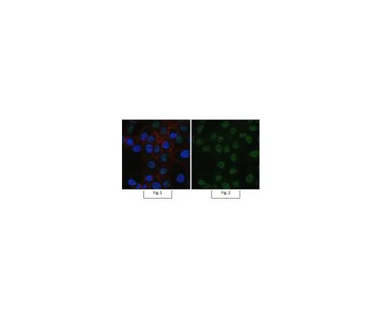 62-8383-78 Anti-Sirt1 (Sir2) Antibody, Alexa Fluor(R) 488 Conjugate 07-131-AF488