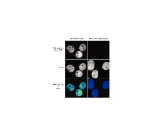 62-8372-59 Anti-Myc Tag, clone 4A6; 200 μg 05-724