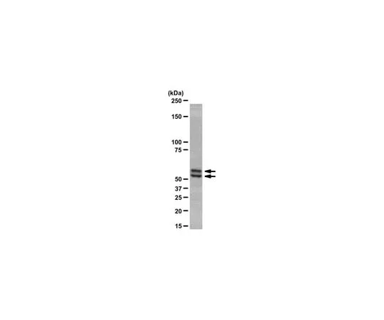 62-8368-94 Anti-Smad2/3, clone C4T; 100 μL 04-914