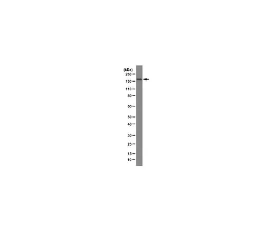 62-8369-29 Anti-TAFII250, clone 6B3; 100 μg 04-1525