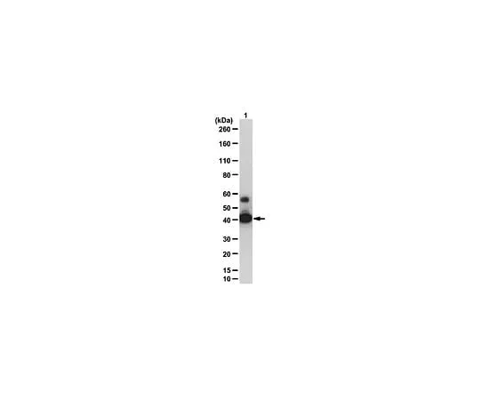 62-8390-07 Anti-SIRT2; 100 μg 09-843