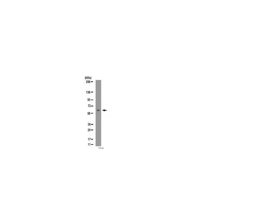 62-8454-11 Anti-NR1D1 (Rev-ErbA α); 100 μg AB10130