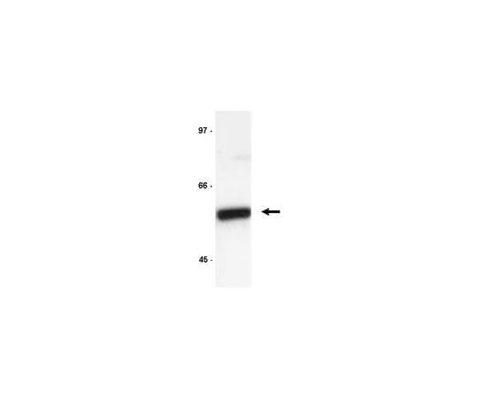 62-8370-92 Anti-Cyclin B1, clone GNS3 (8A5D12) ; 200 μg 05-373