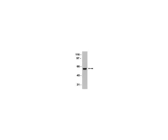 62-8373-17 Anti-HDAC2, clone 3F3; 200 μg 05-814