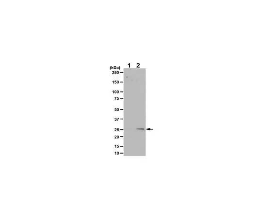 62-8386-97 Anti-phospho-Rac1/cdc42 (Ser71) Antibody 07-896-I