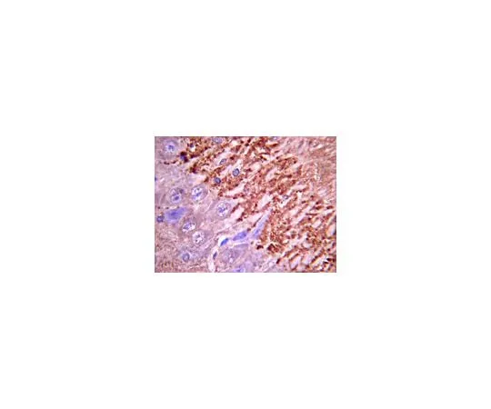 62-8445-21 Anti-Synapsin I; 10 μg AB1543P