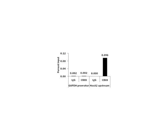 62-8394-27 ChIPAb+ CBX8 - ChIP Validated Antibody and Primer Set 17-10135