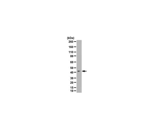 62-8464-11 Anti-Aprataxin Antibody ABE1944