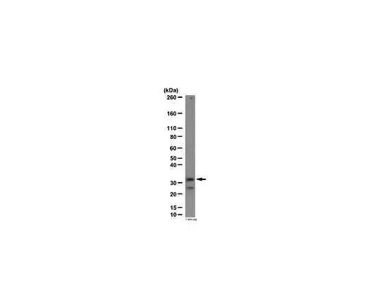 62-8454-46 Anti-DARPP-32; 100 μg AB10518