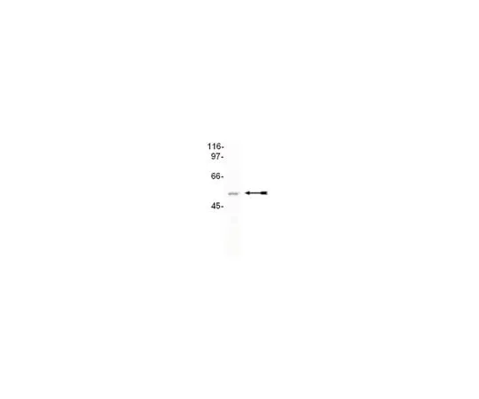 62-8367-89 Anti-CuGBP2, Clone 1H2; 100 μg 04-047