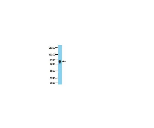62-8374-88 Anti-PTP-PEST, clone AG25;100 μL 05-1417