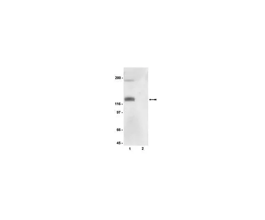 62-8384-61 Anti-phospho-eNOS/NOS III (Ser116); 100 μL 07-357