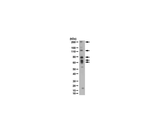 62-8468-21 Anti-Pan DIDO Antibody ABN1367