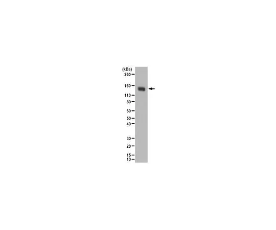 62-8386-15 Anti-MYPT1 07-672-I